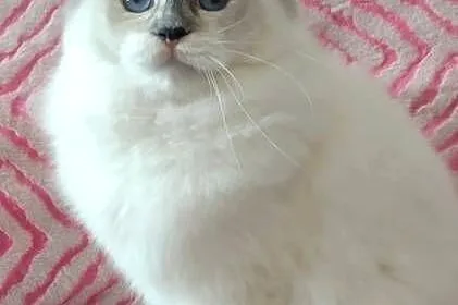 Kotka ragdoll do hodowli rodowód FPL, Dolnośląskie, Wrocław
