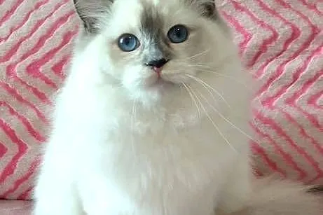 Kotka ragdoll do hodowli rodowód FPL, Dolnośląskie, Wrocław