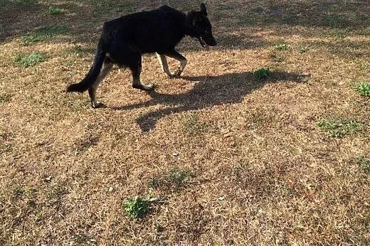 Owczarek niemiecki filipek daj dom aktualne ,  Owc