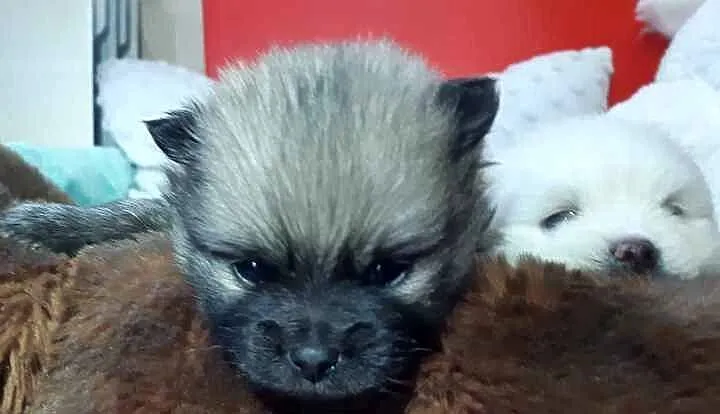 OKAZJA! Szpic Miniaturowy Pomeranian, Śląskie, Wysoka
