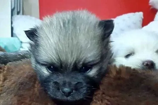 OKAZJA! Szpic Miniaturowy Pomeranian