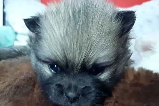 OKAZJA! Szpic Miniaturowy Pomeranian, Śląskie, Wysoka