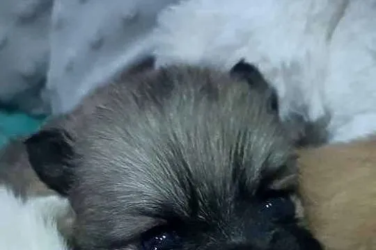 OKAZJA! Szpic Miniaturowy Pomeranian, Śląskie, Wysoka