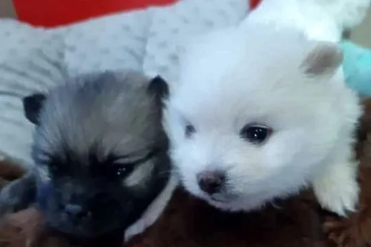 OKAZJA! Szpic Miniaturowy Pomeranian, Śląskie, Wysoka