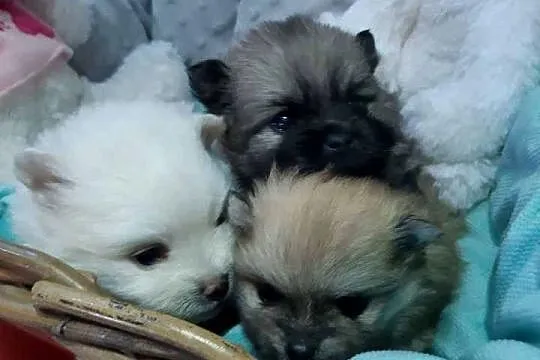 OKAZJA! Szpic Miniaturowy Pomeranian, Śląskie, Wysoka