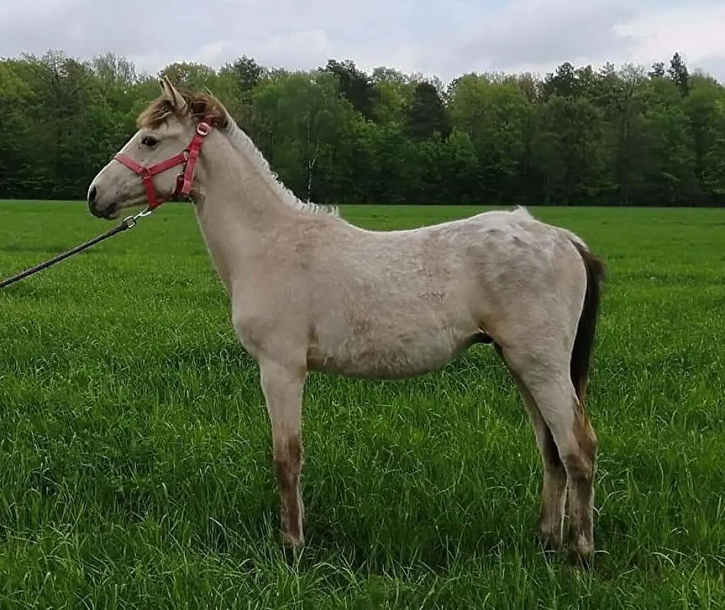 Piękny tarantowaty ogierek, , Żelechów