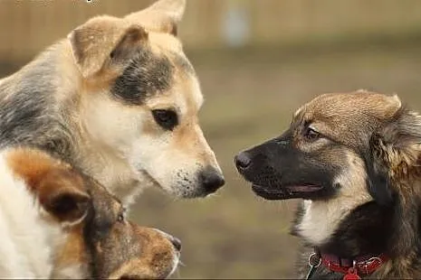 Teraz pora na Nelsona! Adoptuj!, mazowieckie Warszawa