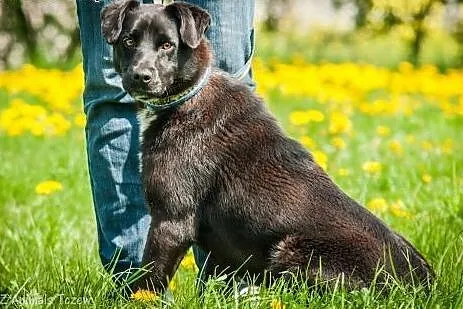 OTOZ Animals - Piernik - młody, żywiołowy psiak sz
