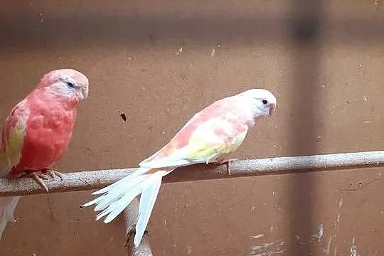 Lilianki para sprzedam