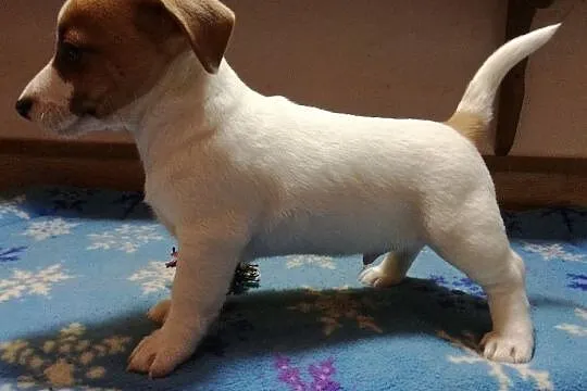 Jack Russell Terrier - szczeniaki gładkowłose ZKwP, Łańcut