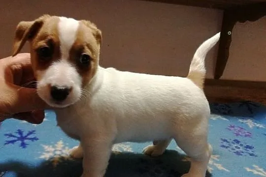 Jack Russell Terrier - szczeniaki gładkowłose ZKwP, Łańcut