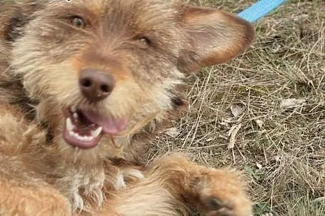 Szagi młody i wspaniały psiak,  łódzkie Piotrków T