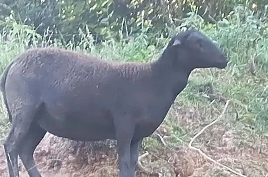 Sprzedam tryka Kamerun -barbaros 2 lata i inne, Podkarpackie, Braciejowa