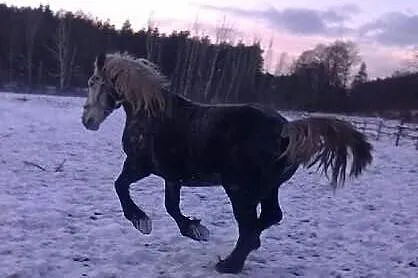 Sprzedam lub zamienie konia polskiego zimnokrwiste