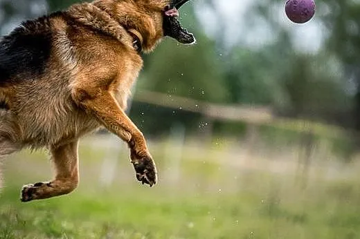 TORIN poleca się na oddanego przyjaciela,  mazowie