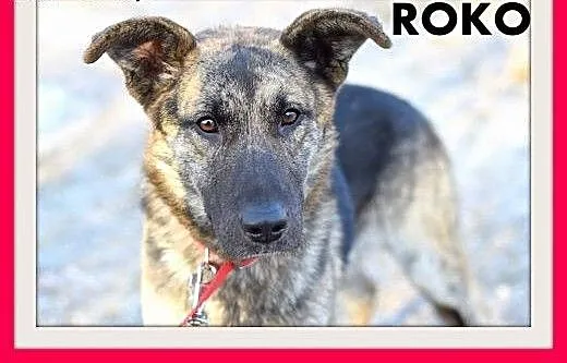 ROKO,28kg,owczarek mix,młody,wesoły,towarzyski pie
