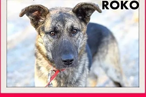 ROKO,28kg,owczarek mix,młody,wesoły,towarzyski pie