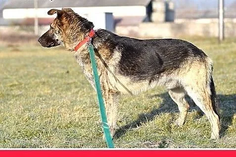 ROKO,28kg,owczarek mix,młody,wesoły,towarzyski pie