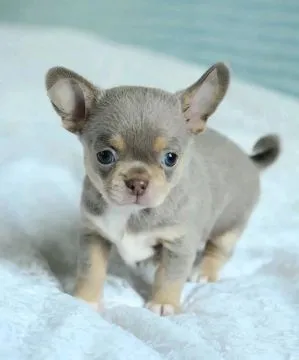 Przepiękne szczenięta chihuahua gotowe do sprzedaży w nowych domach