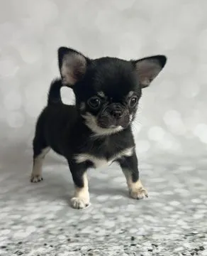 Przepiękne szczenięta chihuahua gotowe do sprzedaży w nowych domach, Małopolskie, Kraków