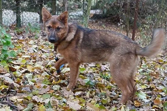 Gala, 5 mies SZCZENIAK, wesoła, grzeczna, przyjazna sunia