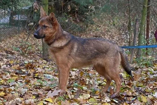 Gala, 5 mies SZCZENIAK, wesoła, grzeczna, przyjazn