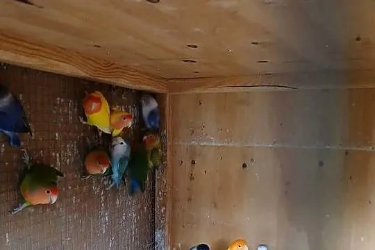 Sprzedam papugi nierozłączki
