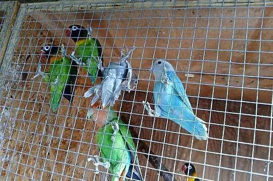 Sprzedam papugi nierozłączki, Mazowieckie, Kuczki-Kolonia
