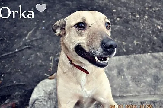 Orka :) Psi Mega-Przytulas do adopcji :)