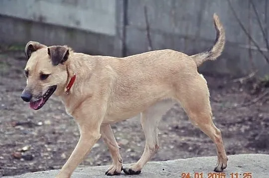 Orka :) Psi Mega-Przytulas do adopcji :)