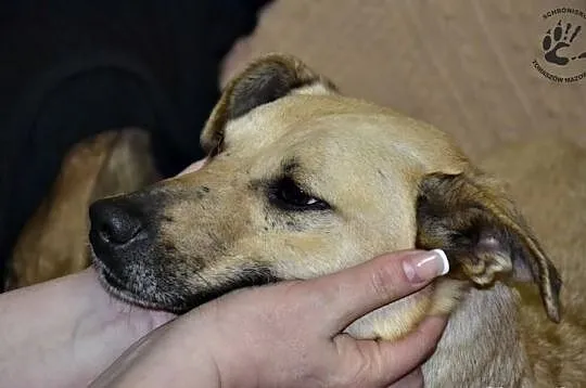 Orka :) Psi Mega-Przytulas do adopcji :)