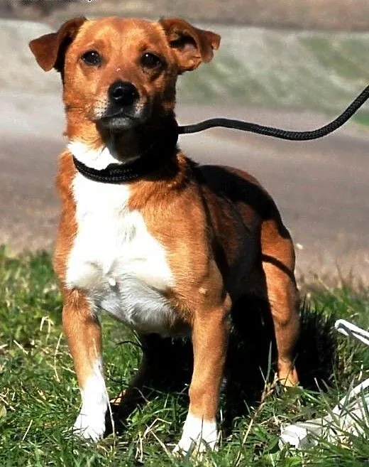 Tęczuś kochany, niewielki, krótkowłosy psiak ADOPC