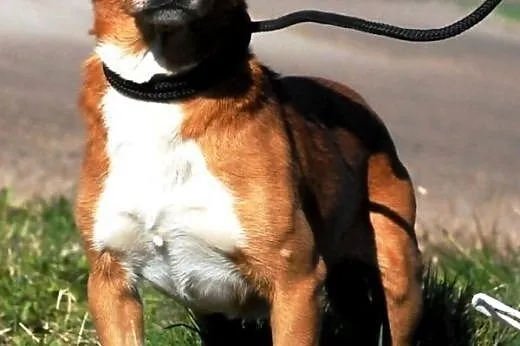 Tęczuś kochany, niewielki, krótkowłosy psiak ADOPC
