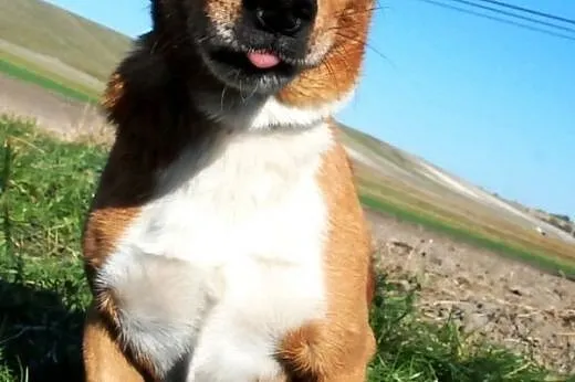 Tęczuś kochany, niewielki, krótkowłosy psiak ADOPC