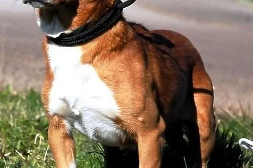 Tęczuś kochany, niewielki, krótkowłosy psiak ADOPC