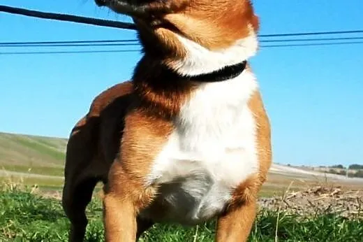 Tęczuś kochany, niewielki, krótkowłosy psiak ADOPC