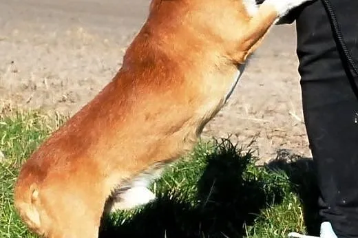Tęczuś kochany, niewielki, krótkowłosy psiak ADOPC