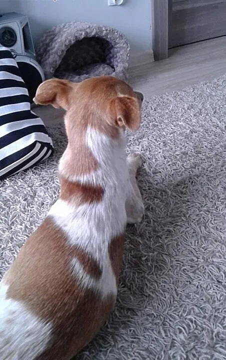 Ozzi do adopcji, kujawsko-pomorskie Bydgoszcz