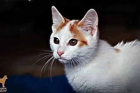 Rozmruczany kiciuś 3 miesięczny Baltazarek! Biało rudy kotek do adopcji!,  małopolskie Kraków