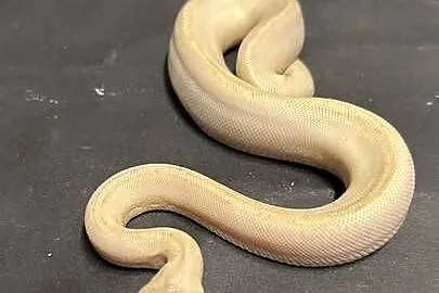 Pyton regius - Ivory, Kujawsko-pomorskie, Bydgoszcz