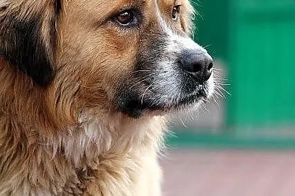 PLATON - dostojny pies w typie bernardyna do adopc