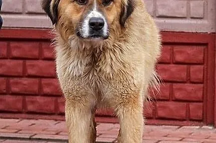 PLATON - dostojny pies w typie bernardyna do adopc