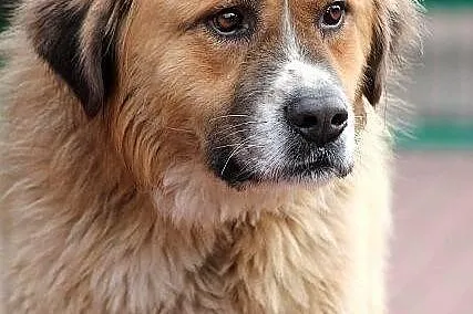 PLATON - dostojny pies w typie bernardyna do adopc
