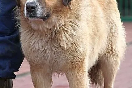 PLATON - dostojny pies w typie bernardyna do adopc