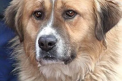 PLATON - dostojny pies w typie bernardyna do adopc