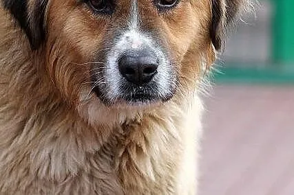 PLATON - dostojny pies w typie bernardyna do adopc