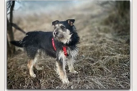 Średni 15 kg,terrier mix,łagodny,pro-ludzki,tulaśny,szczepiony piesek TERYK.Adopcja., Mazowieckie, Warszawa