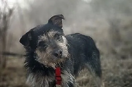 Średni 15 kg,terrier mix,łagodny,pro-ludzki,tulaśny,szczepiony piesek TERYK.Adopcja., Mazowieckie, Warszawa