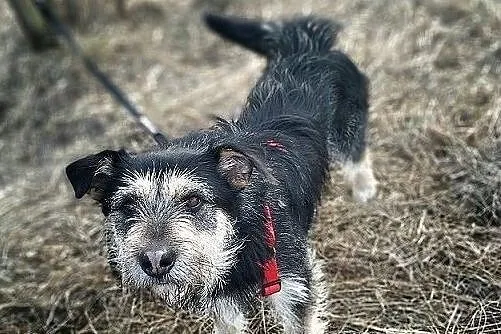 Średni 15 kg,terrier mix,łagodny,pro-ludzki,tulaśny,szczepiony piesek TERYK.Adopcja., Mazowieckie, Warszawa
