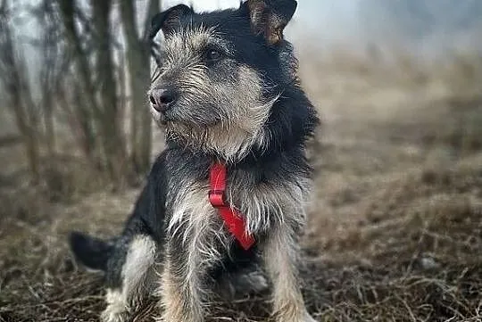 Średni 15 kg,terrier mix,łagodny,pro-ludzki,tulaśny,szczepiony piesek TERYK.Adopcja., Mazowieckie, Warszawa